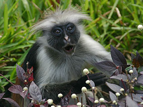 red colobus monkey