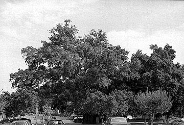 Another West View