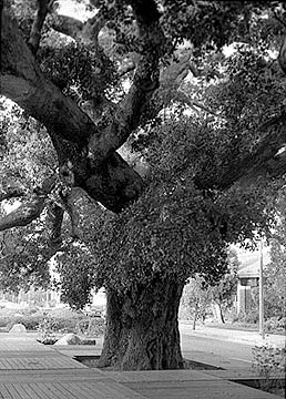 Another Trunk View