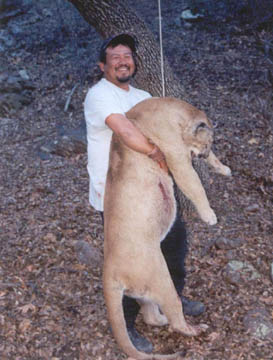 cougar