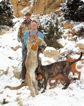 cougar