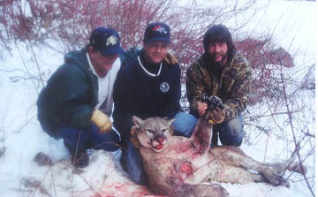cougar