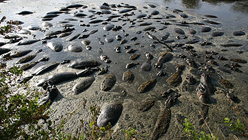 Hippos in the Serengeti