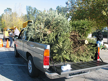 Tree Haul