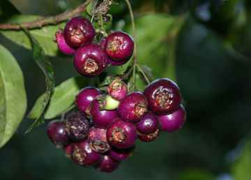 Brush Cherry Fruit