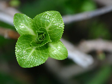 Hydrangea leaves