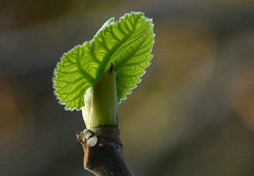 New Fig Leaf