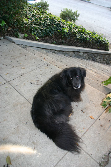 Shadow At The Front Steps