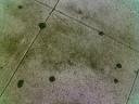 Stain