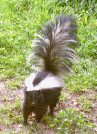 skunk.jpg