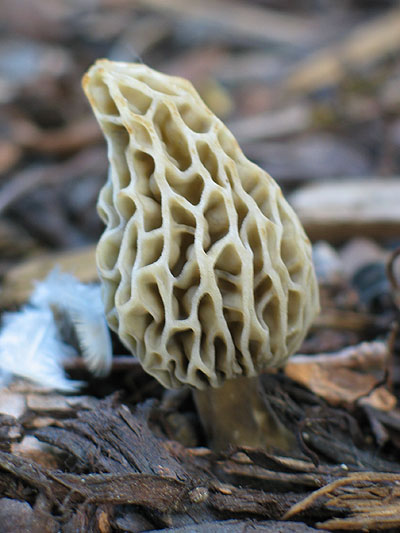 morel.jpg