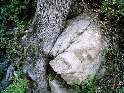 tree.jpg