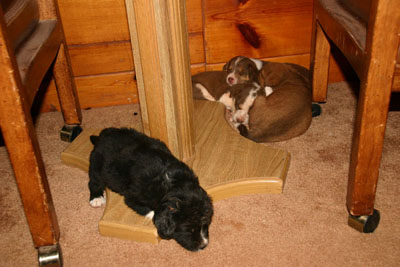 dogs6.JPG