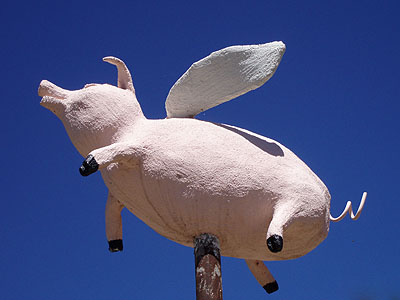 flypig2.jpg