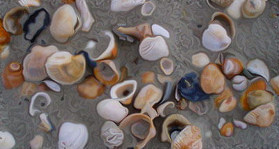 shells.jpg