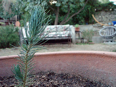 pine070108.jpg