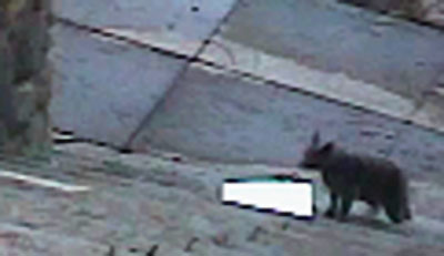 caught.jpg