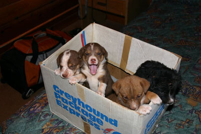 dogs5.JPG