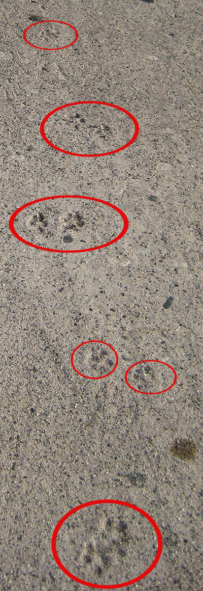 dogprints.jpg