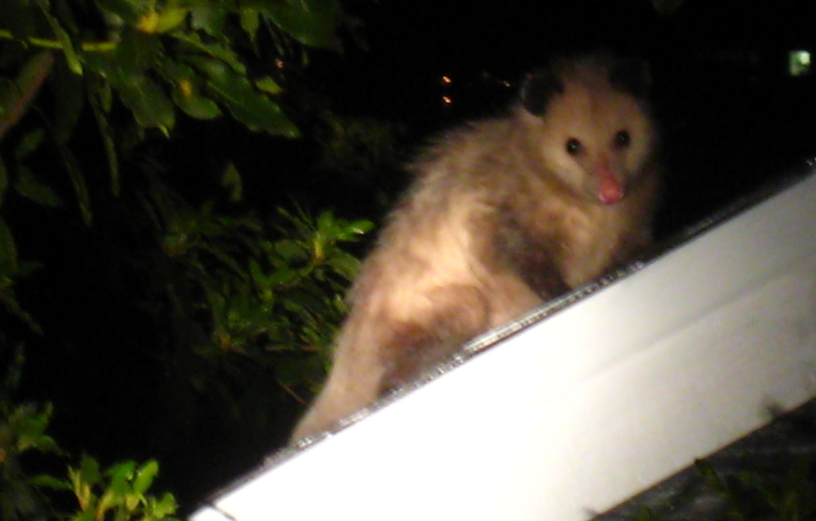 possum.jpg possum.jpg
