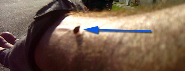 ladybug