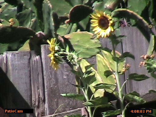 sflowercam sflowercam