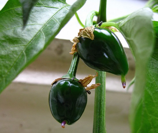 bcpeppers