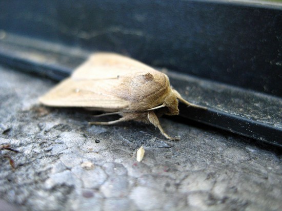 moth