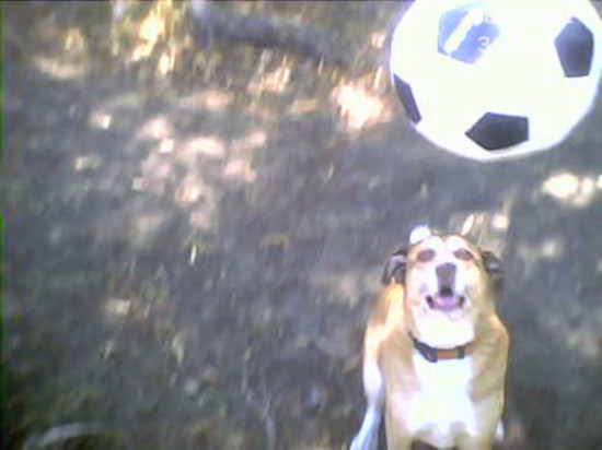 soccerdawg