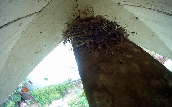 nest1