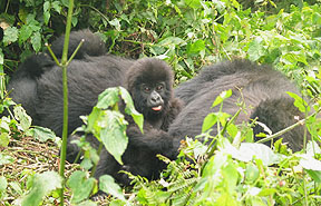Mountain Gorillas
