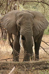 Elephant