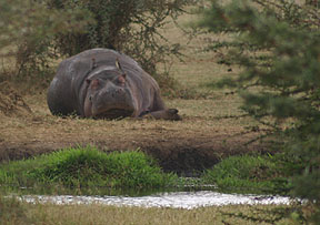 Hippo