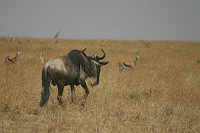 Wildebeast