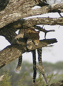 Leopard