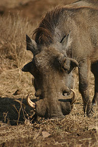 warthog