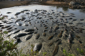 Hippo Pool