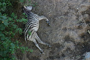 Zebra