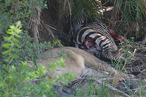 Lion and Zebra