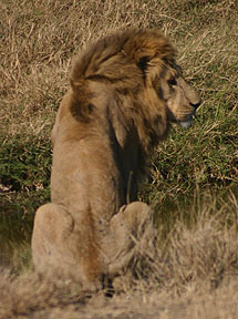 Lion