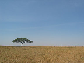 Serengeti