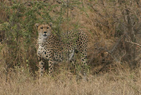 Cheetah