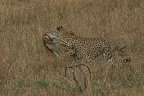 Cheetah