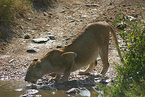 Lion