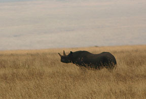 Black Rhino