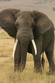 Elephant
