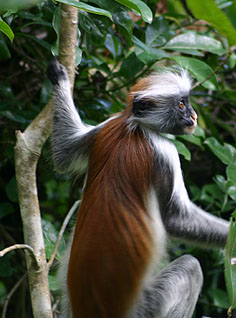Red Colobus
